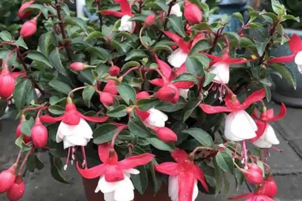 四季灯笼花如何养殖，春秋季节建议每周浇1-2次水