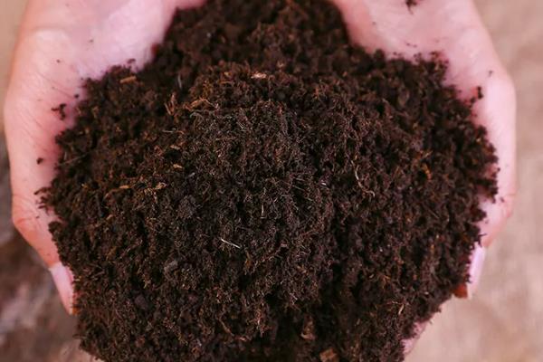 怎么种植葡萄，对种子消毒后再播种覆膜