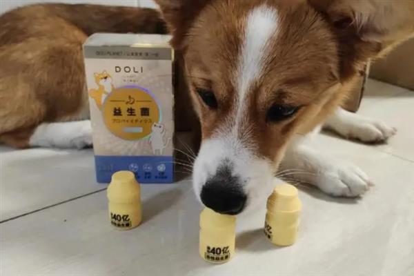 狗狗尿道炎如何治疗，可服用宠物专用的头孢羟氨苄片消炎药