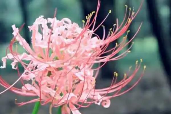 曼陀罗华的花语，不同颜色的花有着不同的花语