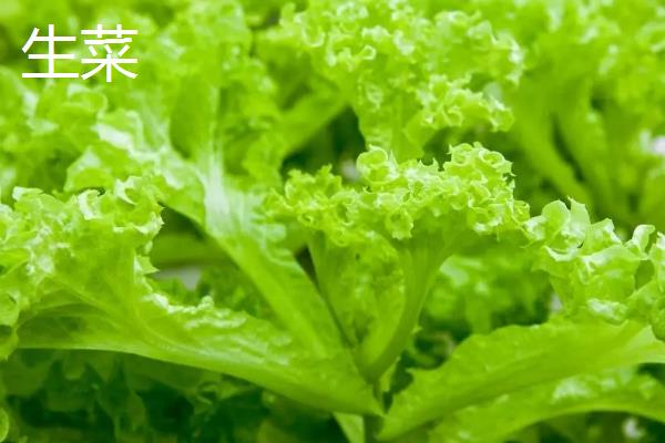 哪些植物适合无土栽培，生菜、水芹、茉莉等常见的蔬菜和花卉均比较适合