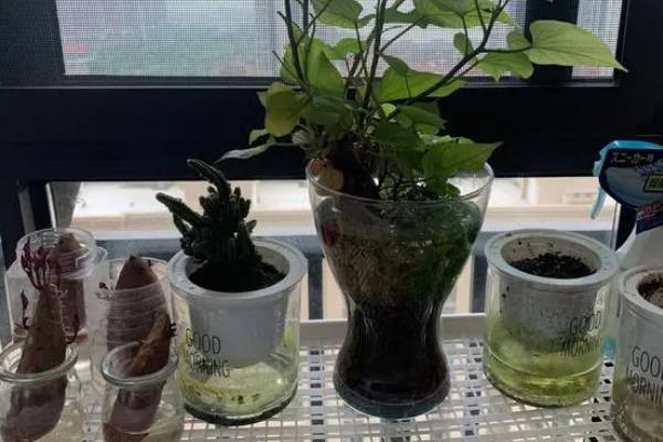哪些植物适合无土栽培，生菜、水芹、茉莉等常见的蔬菜和花卉均比较适合