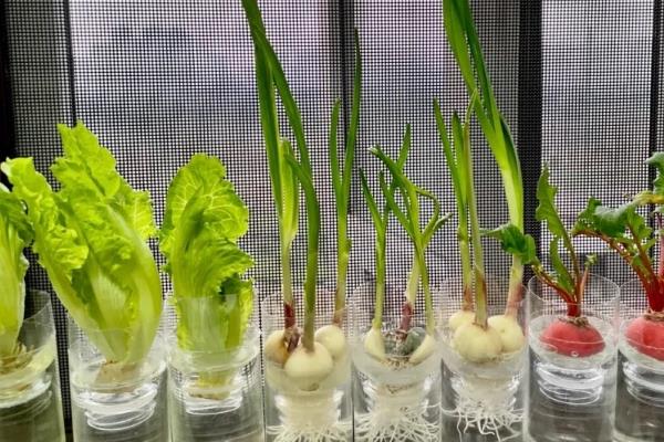 哪些植物适合无土栽培，生菜、水芹、茉莉等常见的蔬菜和花卉均比较适合