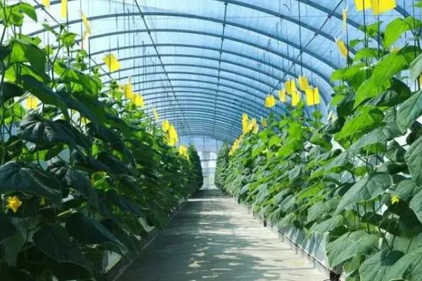 哪些植物适合无土栽培，生菜、水芹、茉莉等常见的蔬菜和花卉均比较适合