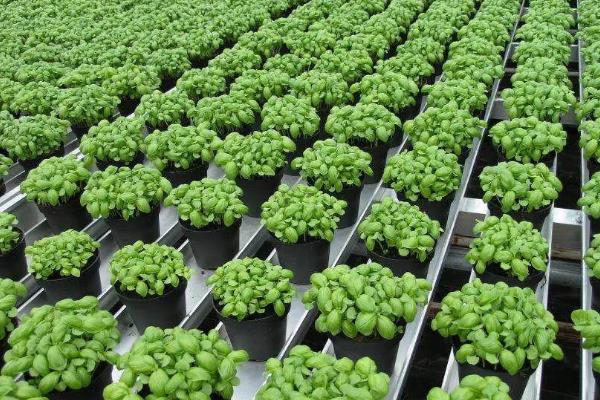 哪些植物适合无土栽培，生菜、水芹、茉莉等常见的蔬菜和花卉均比较适合
