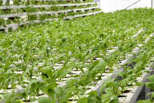 哪些植物适合无土栽培，生菜、水芹、茉莉等常见的蔬菜和花卉均比较适合