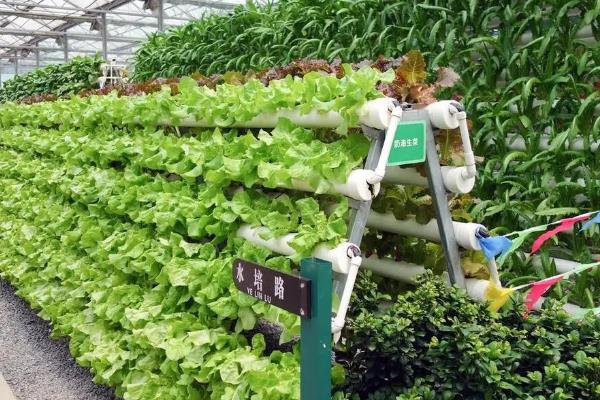 哪些植物适合无土栽培，生菜、水芹、茉莉等常见的蔬菜和花卉均比较适合