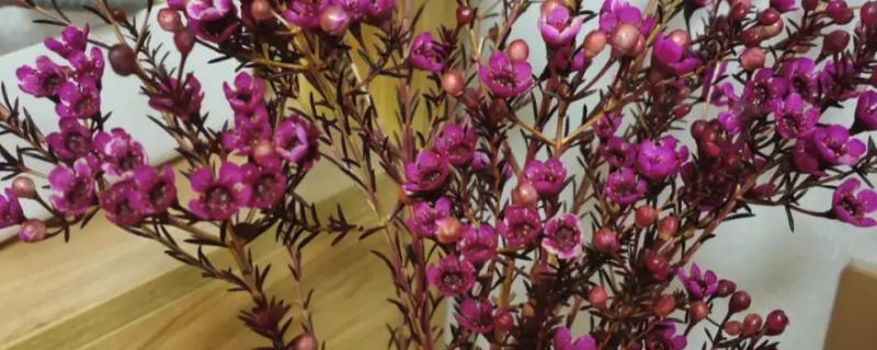 腊梅鲜花的养殖方法，每隔3天换一次水
