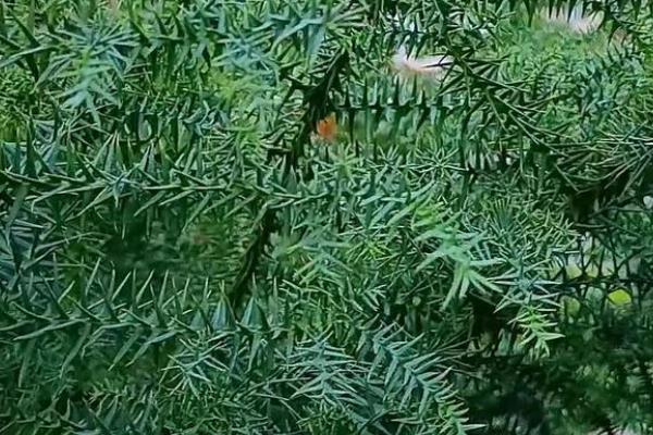 澳洲杉的花语，寓意基业长青