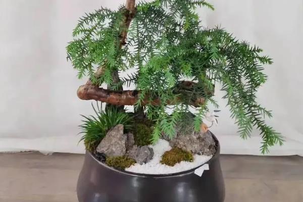 澳洲杉的花语，寓意基业长青