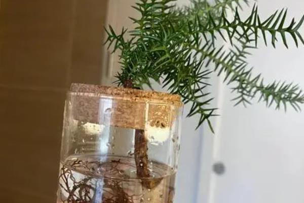 澳洲杉的花语，寓意基业长青