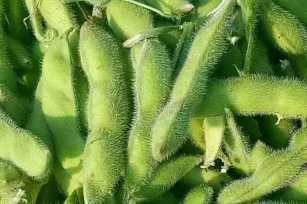 立夏是夏天到来的意思吗，表示盛夏时节的正式开始