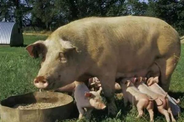 断奶母猪如何喂饲料，需要每天喂食两次