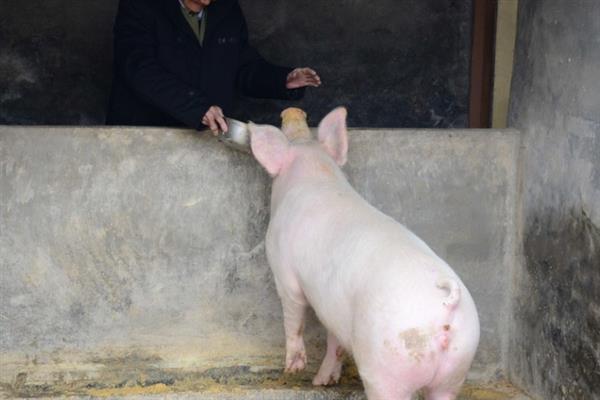 断奶母猪如何喂饲料，需要每天喂食两次