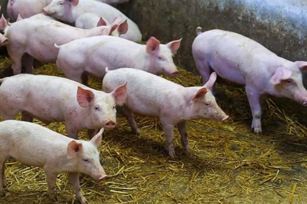 断奶母猪如何喂饲料，需要每天喂食两次