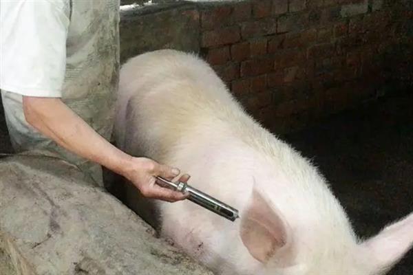 断奶母猪如何喂饲料，需要每天喂食两次