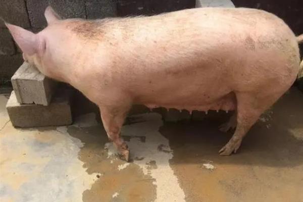 断奶母猪如何喂饲料，需要每天喂食两次