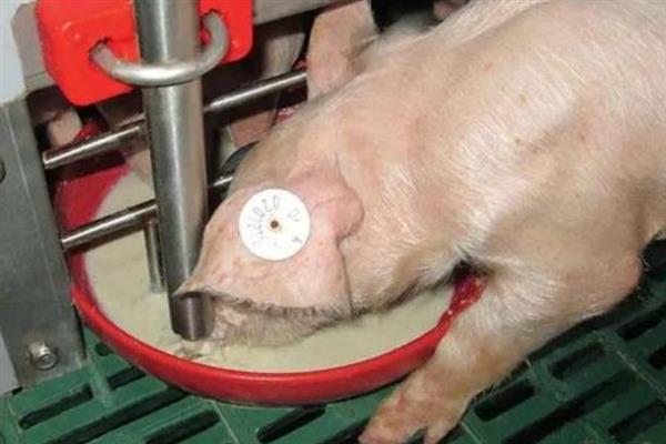 断奶母猪如何喂饲料，需要每天喂食两次