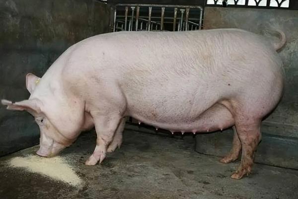 断奶母猪如何喂饲料，需要每天喂食两次