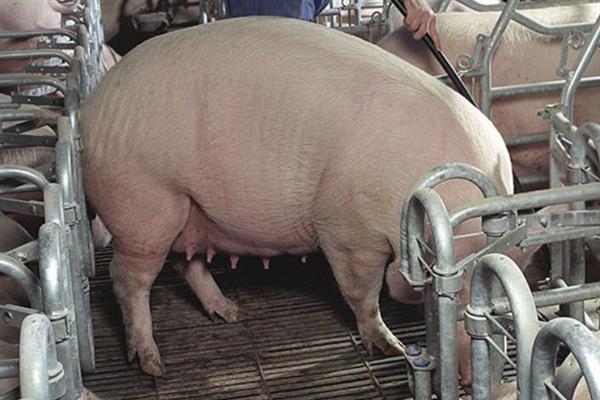 断奶母猪如何喂饲料，需要每天喂食两次