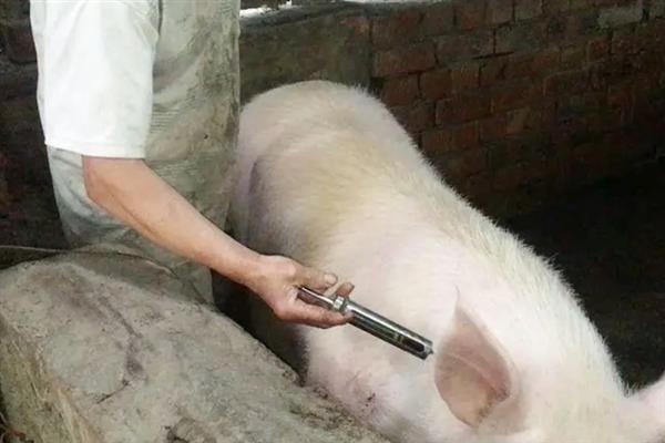猪场疫苗免疫需要注意哪些，需根据实际情况选择疫苗