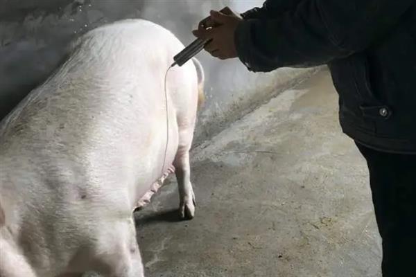 猪场疫苗免疫需要注意哪些，需根据实际情况选择疫苗