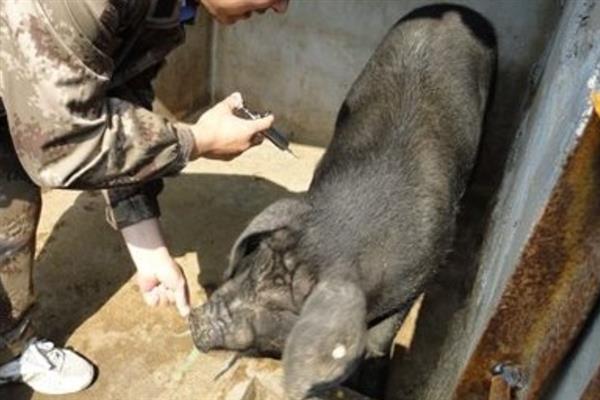 猪场疫苗免疫需要注意哪些，需根据实际情况选择疫苗