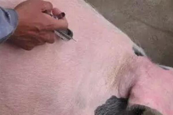 猪场疫苗免疫需要注意哪些，需根据实际情况选择疫苗