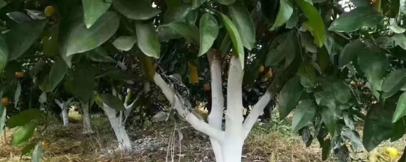 消灭农作物害虫的方法，可以用草把灭虫或清园灭虫