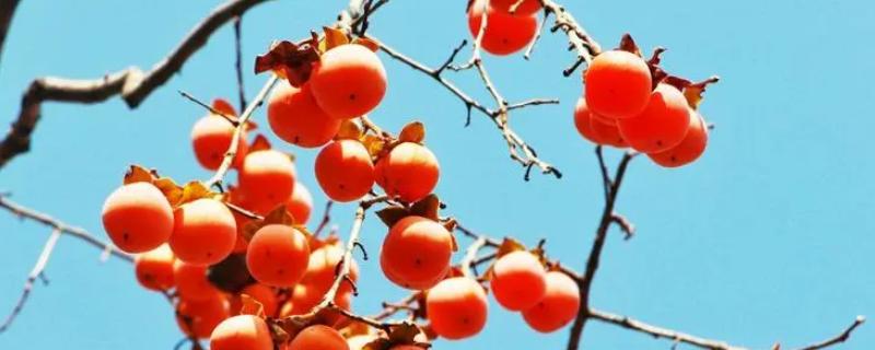 柿子成熟上市的时间，大概是9-11月份左右
