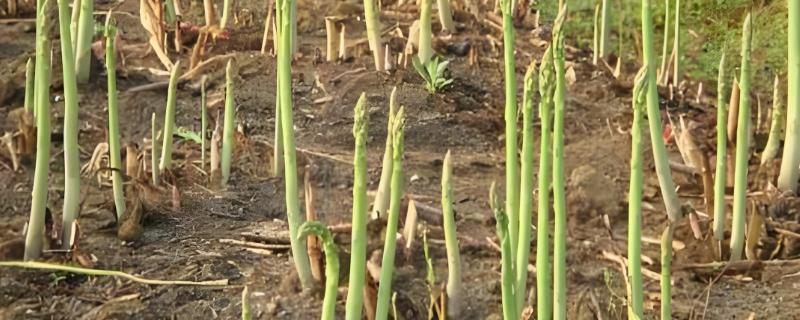 芦笋适合在哪些地方种植，适合在山东、江苏徐州、山东菏泽等地种植