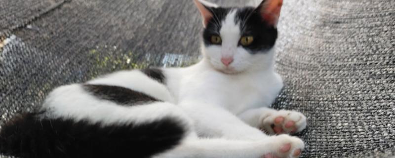 猫换牙期间的注意事项，需给它提供容易咀嚼的食物