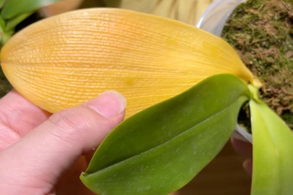 蝴蝶兰茎部发黑如何处理，采取的措施取决于发生原因