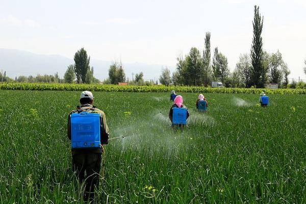 葱头怎么种植，对鳞茎消毒后再埋入土壤中