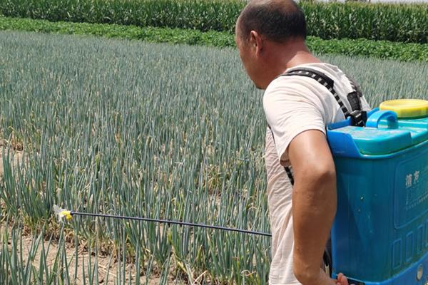 葱头怎么种植，对鳞茎消毒后再埋入土壤中