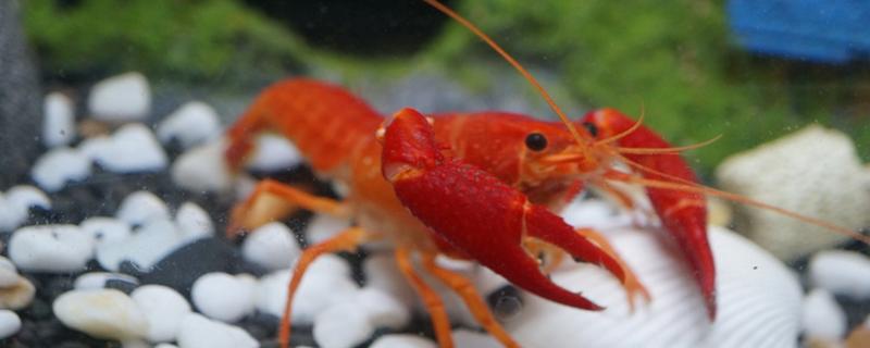 如何饲养自己抓的龙虾，水位控制在0.5米左右