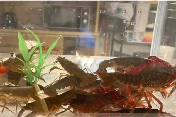 如何饲养自己抓的龙虾，水位控制在0.5米左右