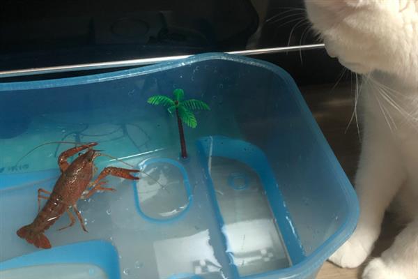 如何饲养自己抓的龙虾，水位控制在0.5米左右