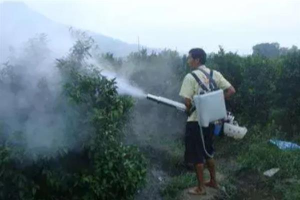 怎么防治柑桔黄龙病，把握好以下6个关键期