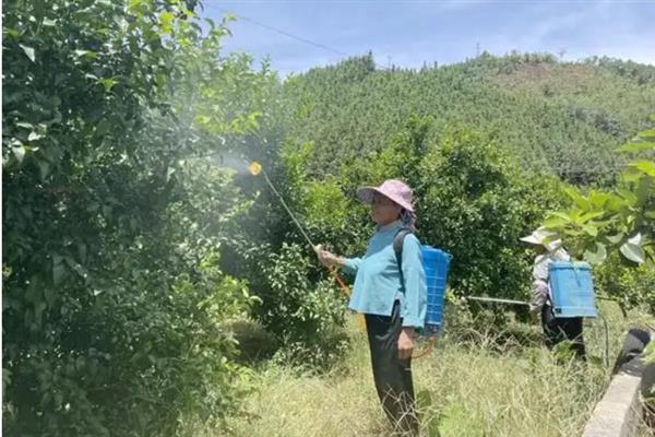 怎么防治柑桔黄龙病，把握好以下6个关键期