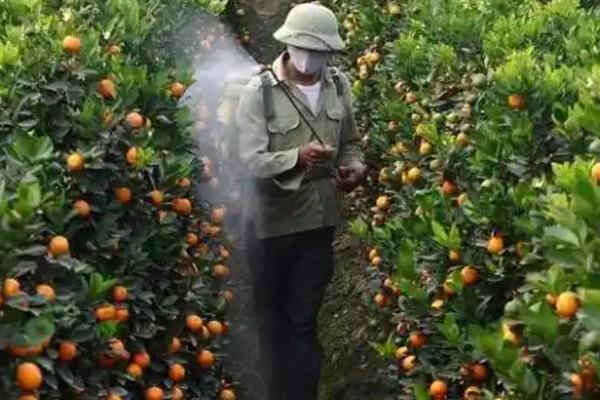 怎么防治柑桔黄龙病，把握好以下6个关键期