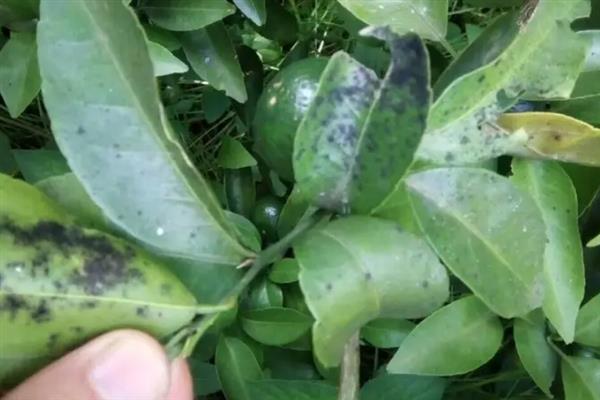 怎么防治柑桔黄龙病，把握好以下6个关键期