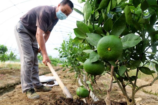 怎么防治柑桔黄龙病，把握好以下6个关键期
