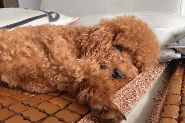 怎样训练泰迪犬，一定要有耐心