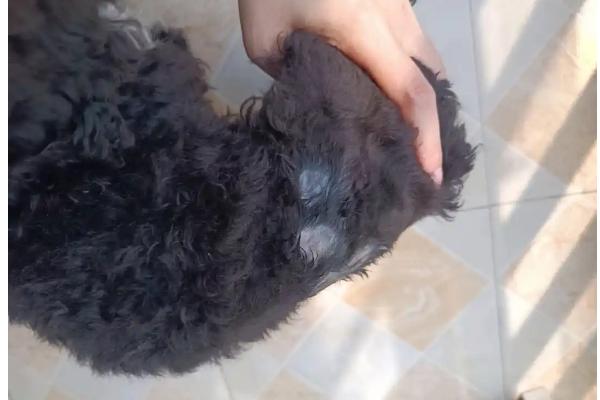 怎样训练泰迪犬，一定要有耐心