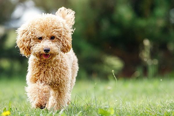 怎样训练泰迪犬，一定要有耐心