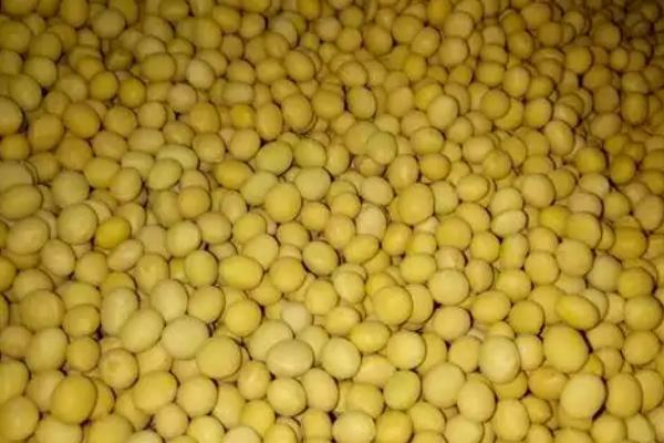 东农252大豆的特性，出苗至成熟需要124天左右