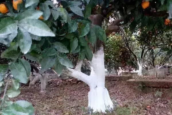 桔子树怎么防冻，对树干涂白可以增强抗寒能力
