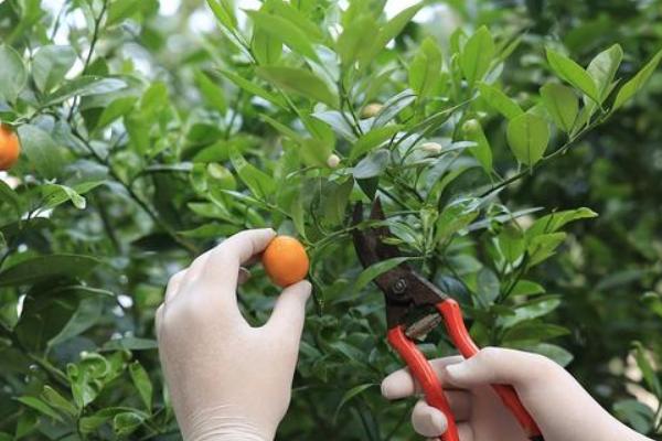 桔子树怎么防冻，对树干涂白可以增强抗寒能力