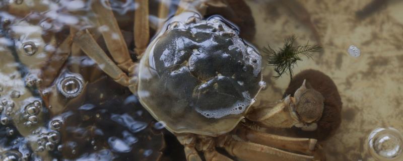 河里的蟹是什么品种，通常是指河蟹